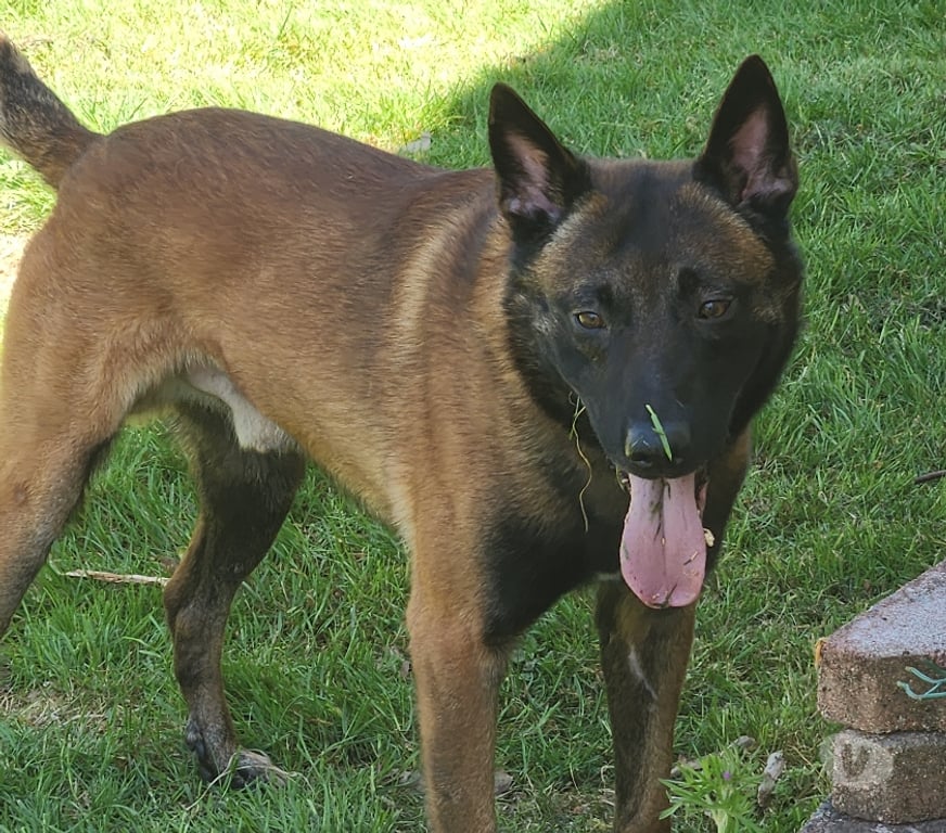 Vente Seine-et-Marne St Sauveur les Bray - 77480 - Photos Vivastreet Male Berger Belge Malinois
