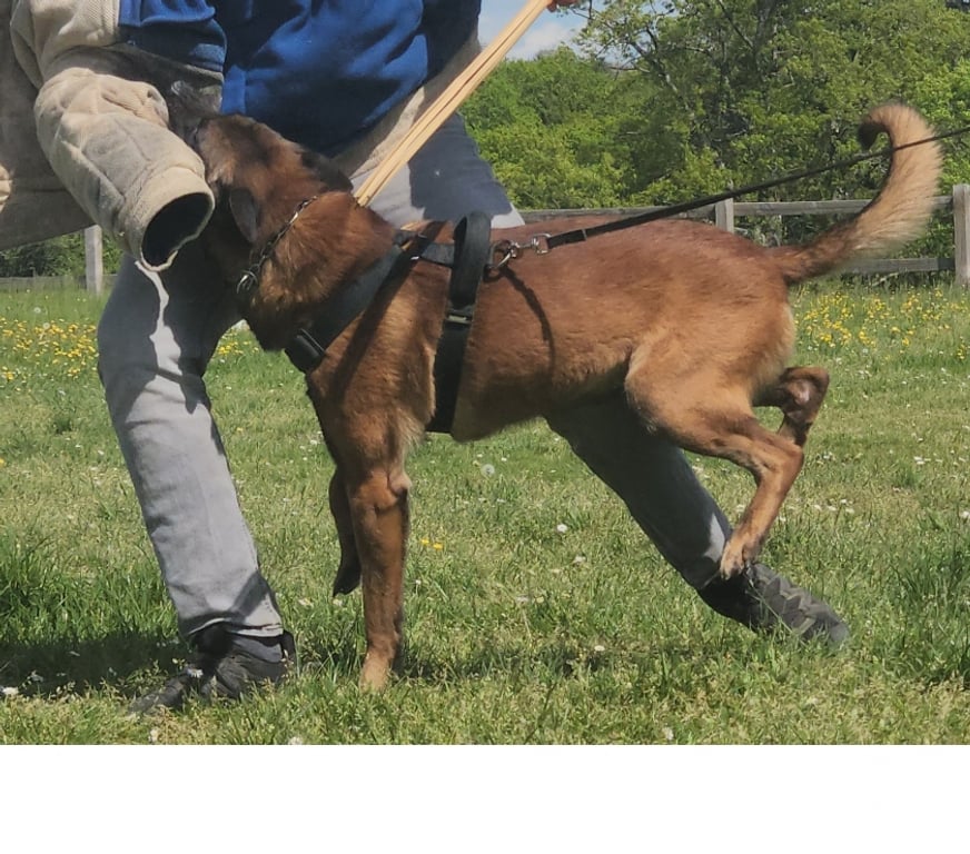 Vente Seine-et-Marne St Sauveur les Bray - 77480 - Photos Vivastreet Male Berger Belge Malinois
