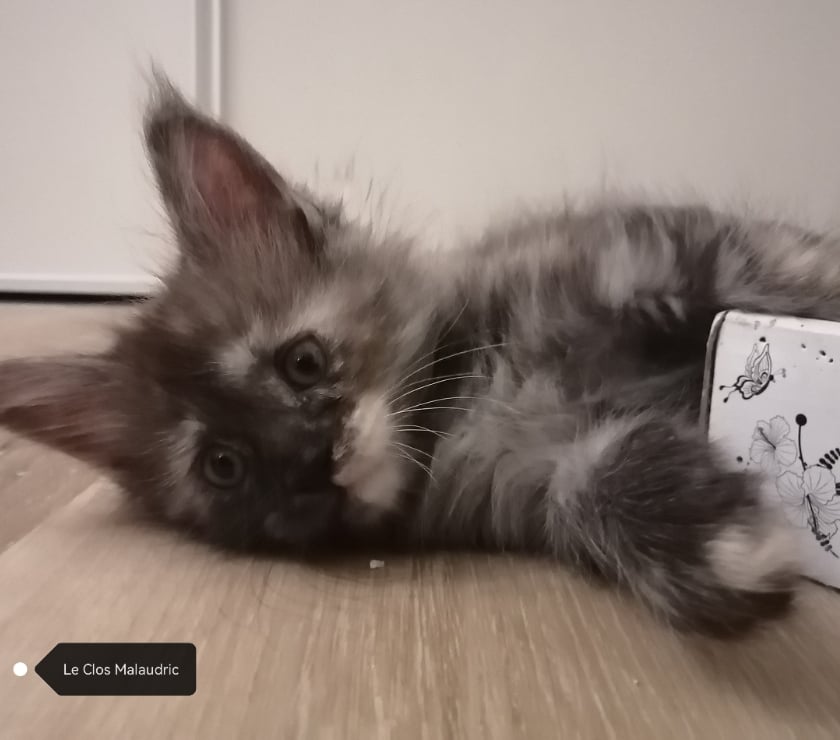 Vente animaux Vemars Val-d'Oise - Photos Vivastreet Chatons Maine Coon LOOF SQR 3