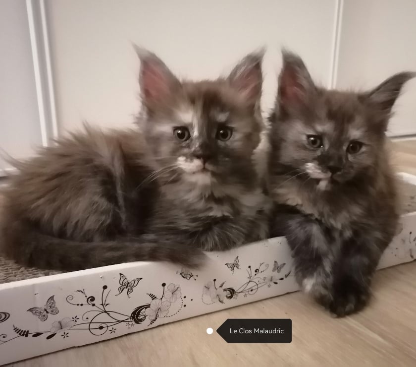Vente Val-d'Oise Vemars - 95470 - Photos Vivastreet Chatons Maine Coon LOOF SQR 3