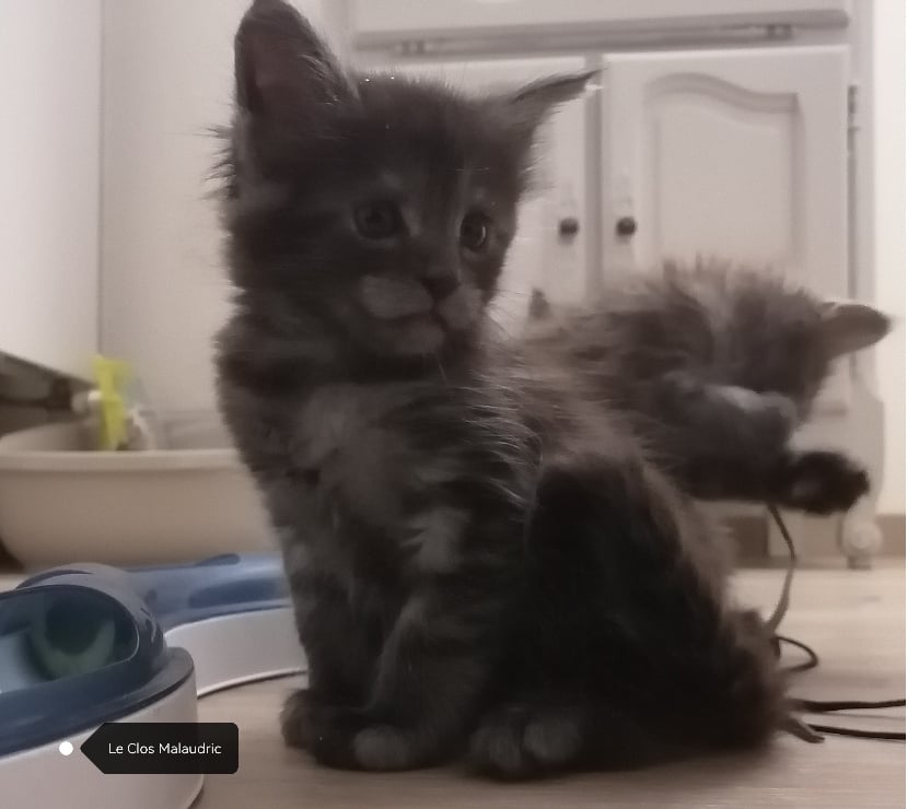 Vente Val-d'Oise Vemars - 95470 - Photos Vivastreet Chatons Maine Coon LOOF SQR 3
