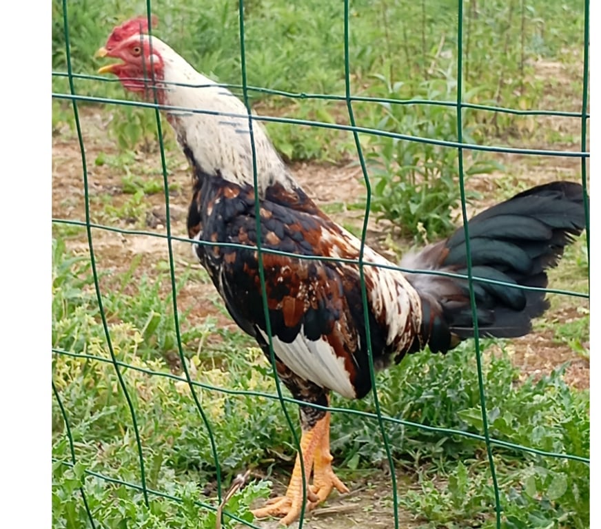 Don animaux Pas-de-Calais Annay - 62880 - Photos Vivastreet Poussin de disponible