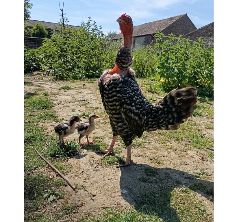 Don animaux Pas-de-Calais Annay - 62880 - Photos Vivastreet Poussin de disponible