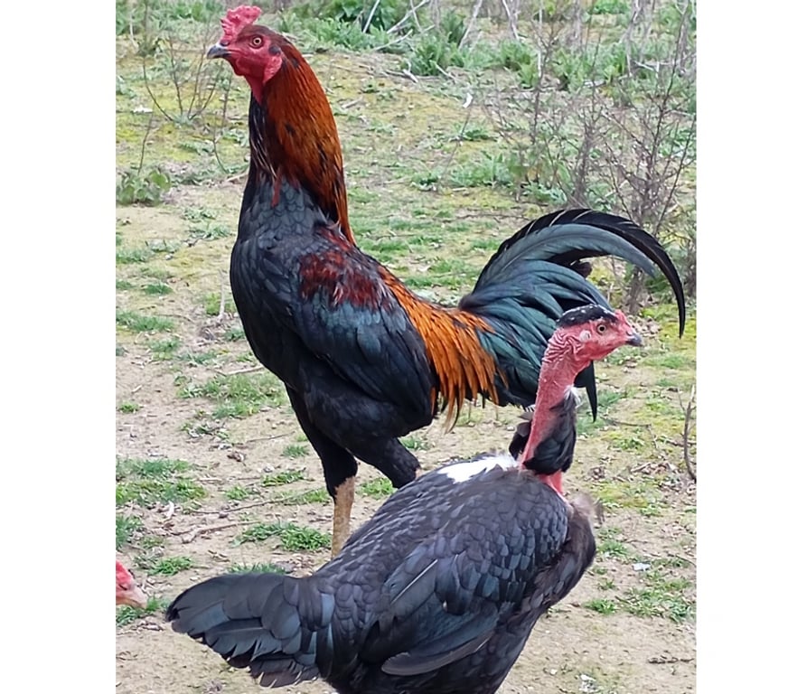 Don animaux Pas-de-Calais Annay - 62880 - Photos Vivastreet Poussin de disponible