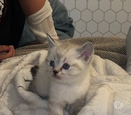 Adoption animaux Toulon Toulon - Photos Vivastreet Chatons British