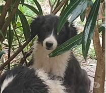 Photos Vivastreet Chien DOMINO à l adoption
