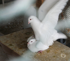 Pigeons reproducteurs hubbell blanc