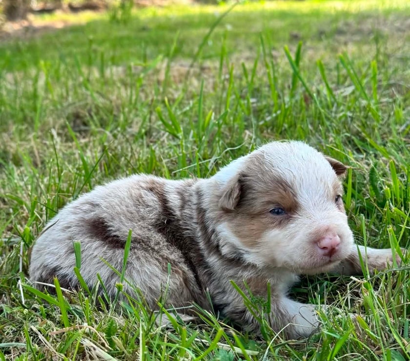 Vente animaux Lille Lille - Photos Vivastreet Chiots Border Collie à la ferme