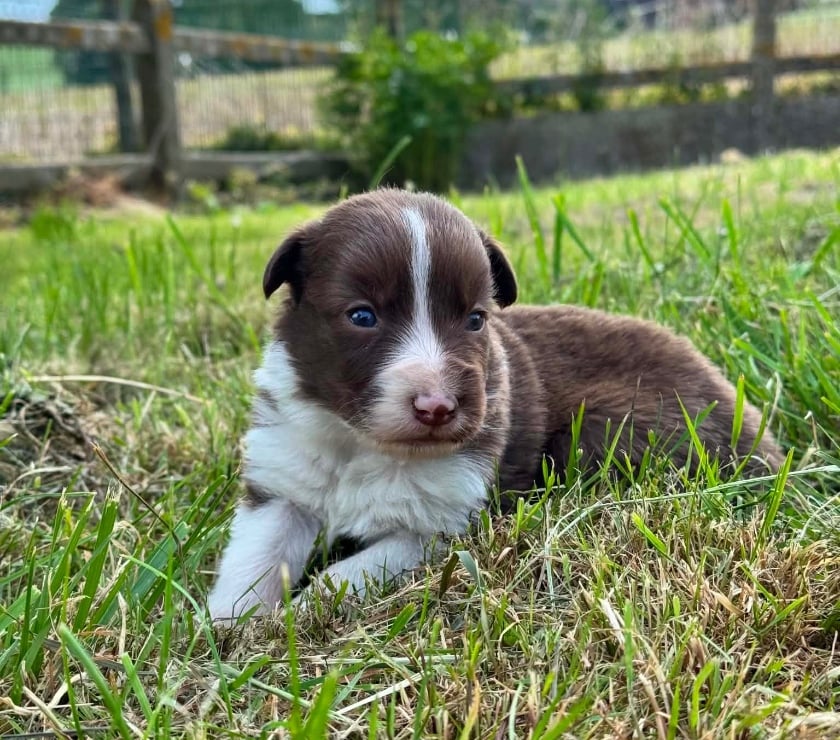 Vente Nord Lille - Photos Vivastreet Chiots Border Collie à la ferme
