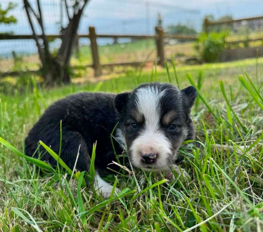Vente Nord Lille - Photos Vivastreet Chiots Border Collie à la ferme