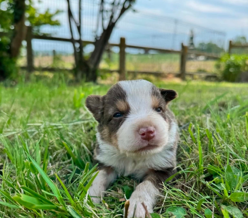Vente Nord Lille - Photos Vivastreet Chiots Border Collie à la ferme