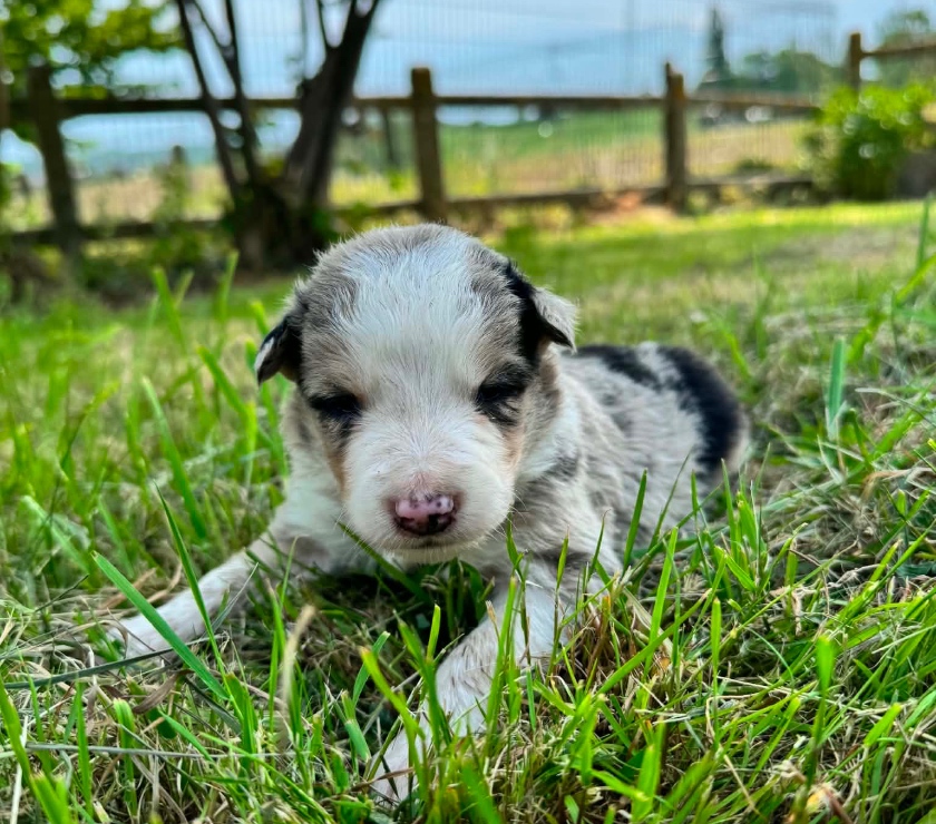 Vente Nord Lille - Photos Vivastreet Chiots Border Collie à la ferme