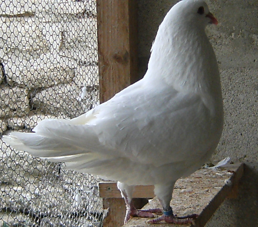 Vente animaux Bagneaux sur Loing Seine-et-Marne - Photos Vivastreet Pigeons de chair