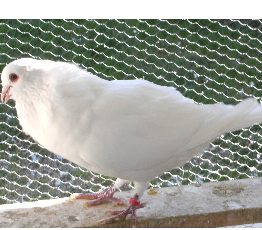 Vente Seine-et-Marne Bagneaux sur Loing - 77167 - Photos Vivastreet Pigeons de chair