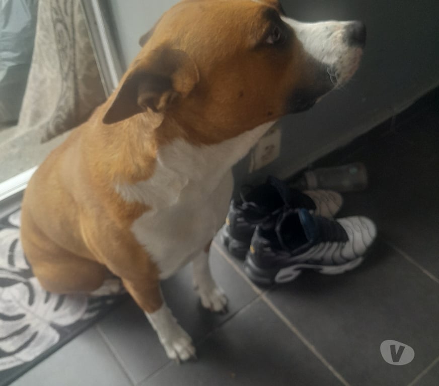 Don animaux Cher Vierzon - 18100 - Photos Vivastreet Chienne staffordshire Bull terrier