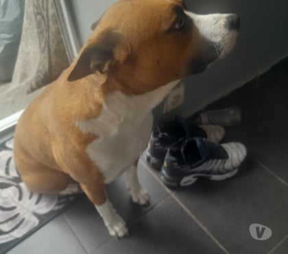 Adoption animaux Vierzon Cher - Photos Vivastreet Chienne staffordshire Bull terrier