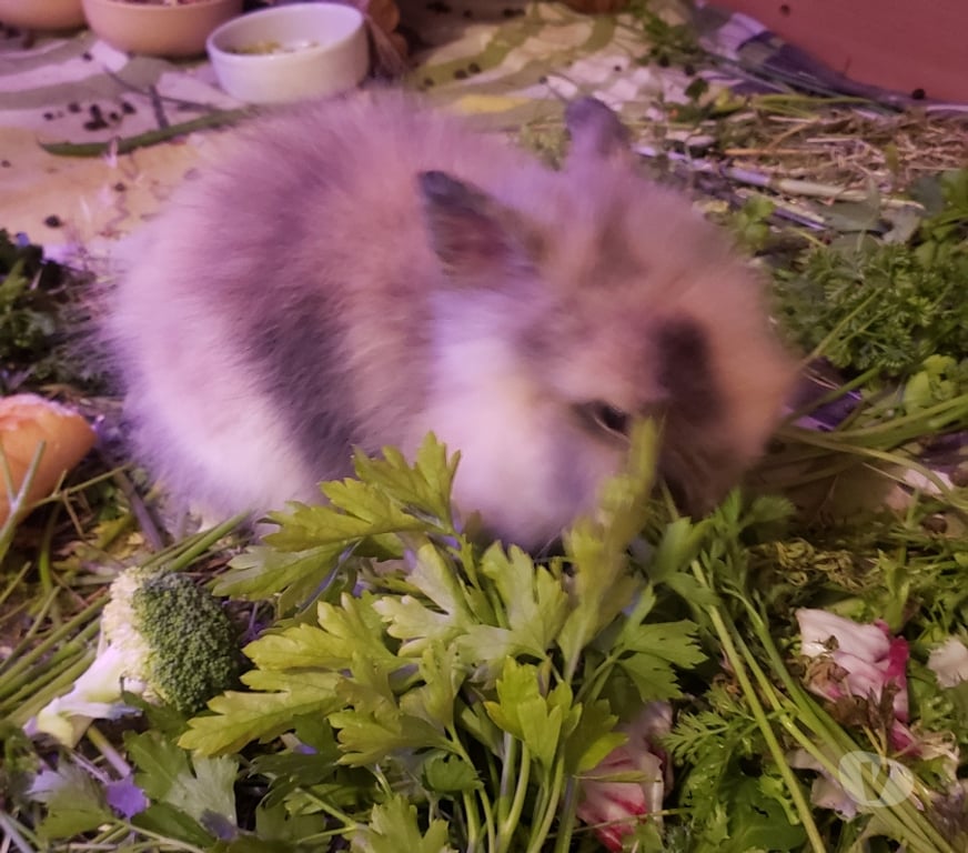 Vente Var Hyeres - 83400 - Photos Vivastreet Lapin Nain Angora Tête de Lion