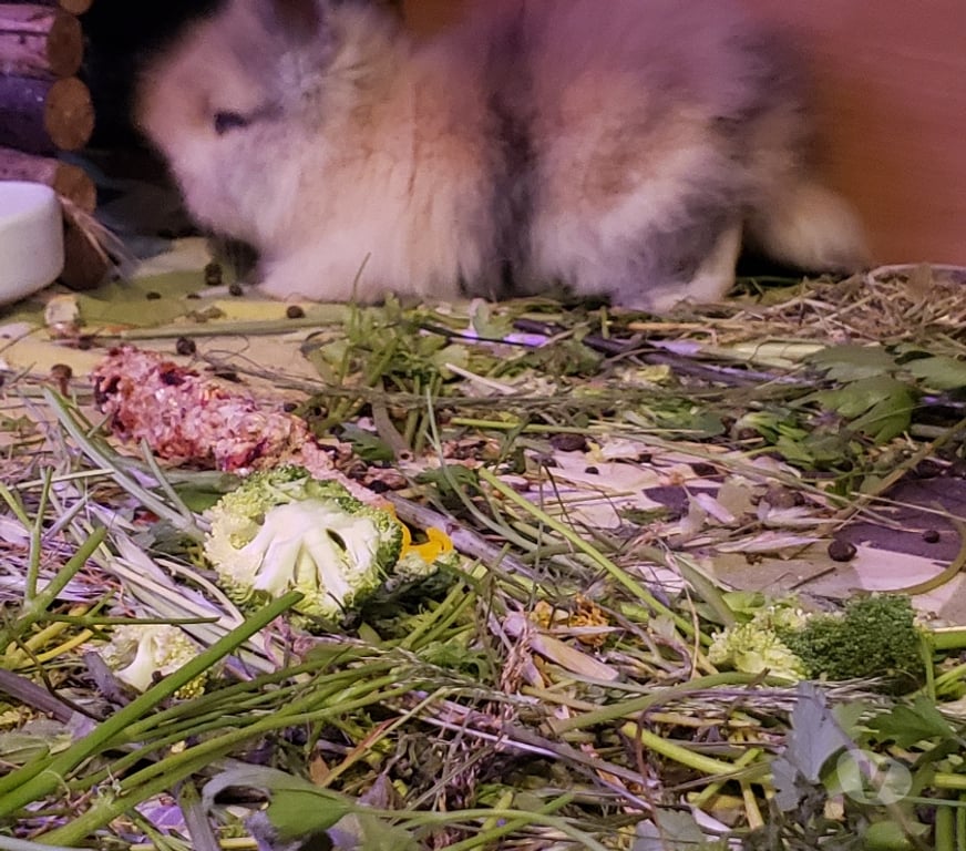 Vente Var Hyeres - 83400 - Photos Vivastreet Lapin Nain Angora Tête de Lion
