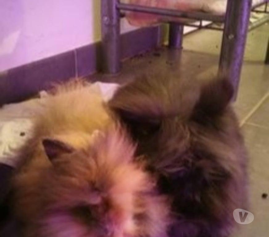 Vente Var Hyeres - 83400 - Photos Vivastreet Lapin Nain Angora Tête de Lion