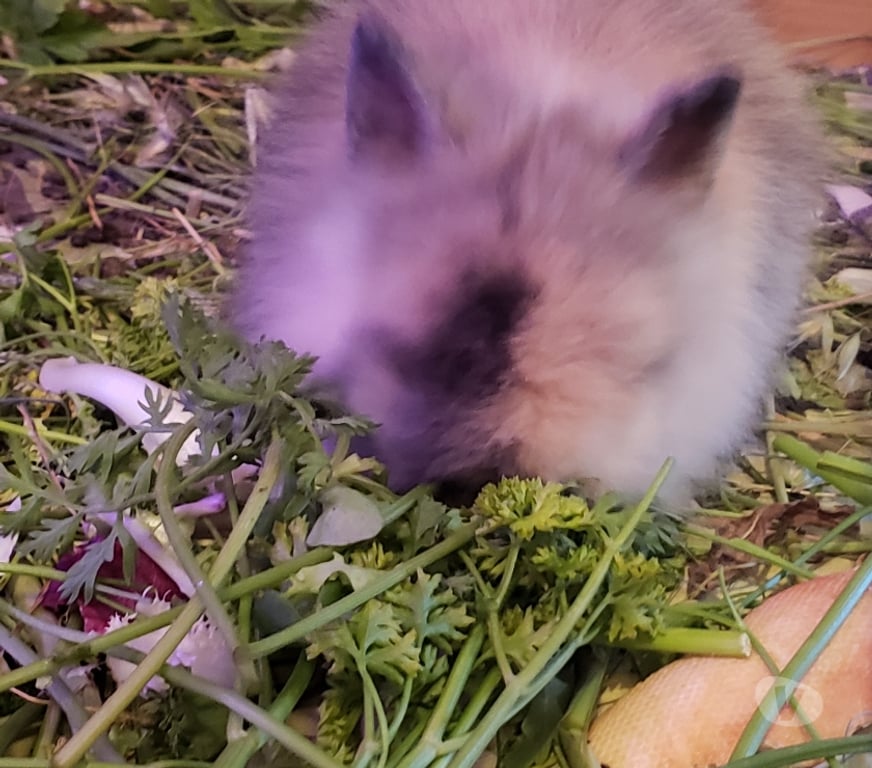 Vente Var Hyeres - 83400 - Photos Vivastreet Lapin Nain Angora Tête de Lion