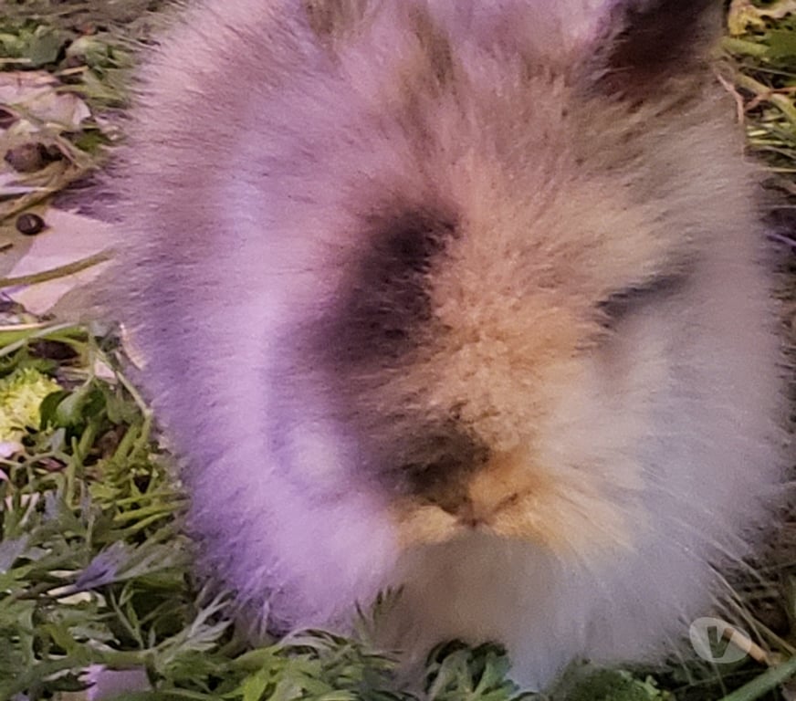 Vente Var Hyeres - 83400 - Photos Vivastreet Lapin Nain Angora Tête de Lion