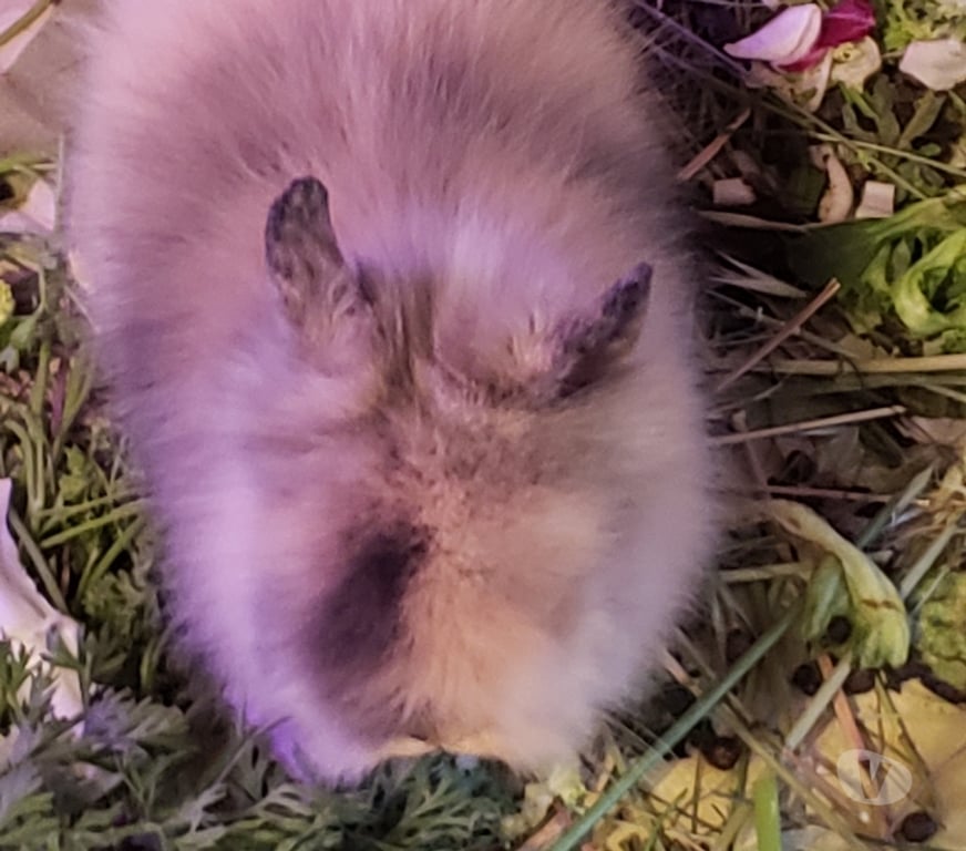 Vente Var Hyeres - 83400 - Photos Vivastreet Lapin Nain Angora Tête de Lion