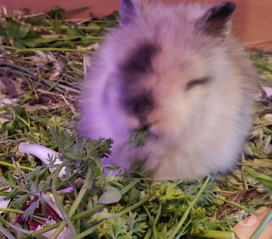 Vente Var Hyeres - 83400 - Photos Vivastreet Lapin Nain Angora Tête de Lion