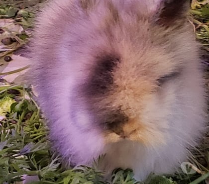 Vente animaux Hyeres Var - Photos Vivastreet Lapin Nain Angora Tête de Lion