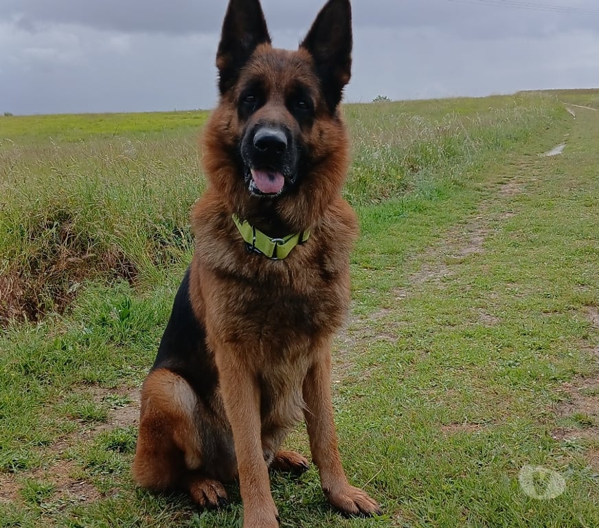 Don animaux Haute-Garonne Revel - 31250 - Photos Vivastreet Donne berger allemand