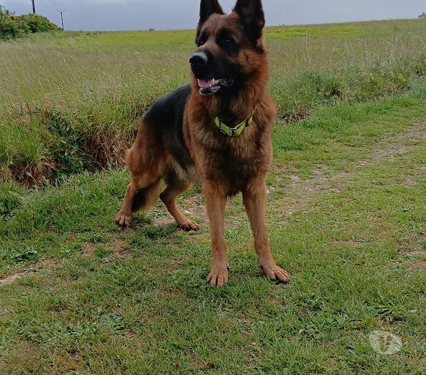 Don animaux Haute-Garonne Revel - 31250 - Photos Vivastreet Donne berger allemand
