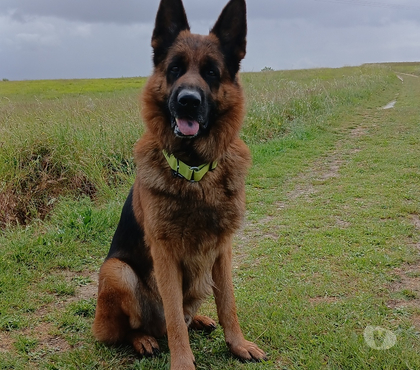 Don animaux Revel Haute-Garonne - Photos Vivastreet Donne berger allemand