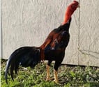Laon - Aisne — CoQ et poule de tres bonne souche