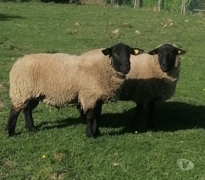 Vente Nièvre Decize - 58300 - Photos Vivastreet Bélier suffolk 2 ans