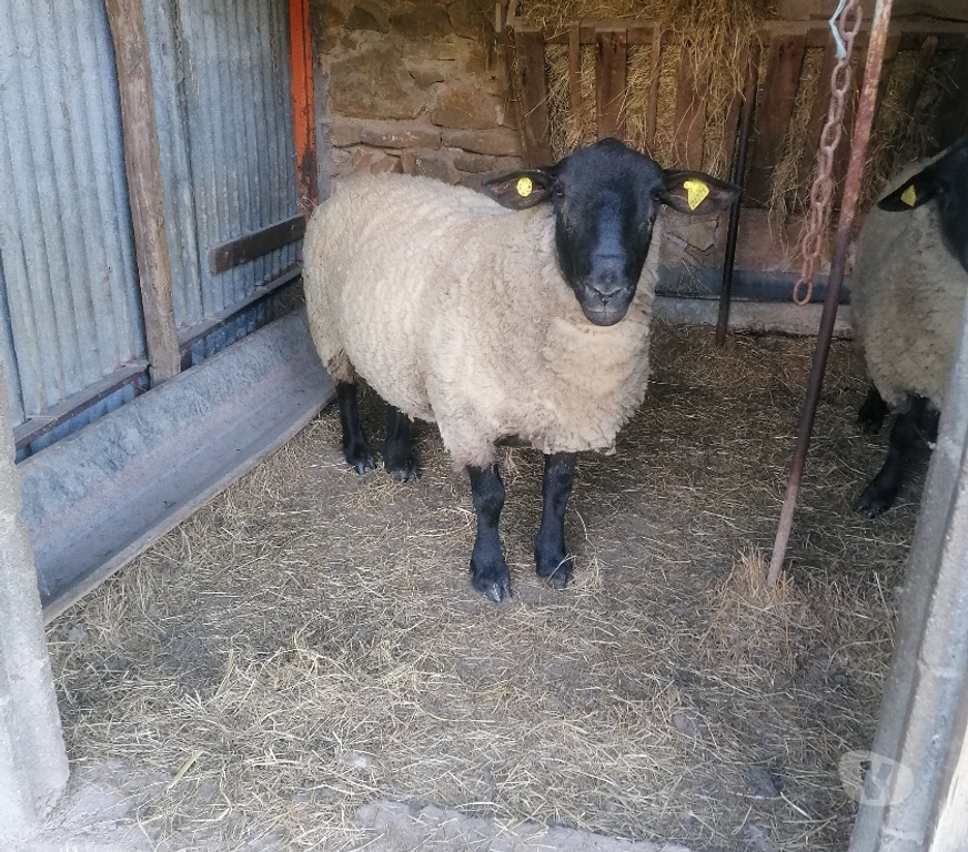 Vente Nièvre Decize - 58300 - Photos Vivastreet Bélier suffolk 2 ans