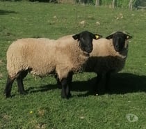 Photos Vivastreet Bélier suffolk 2 ans
