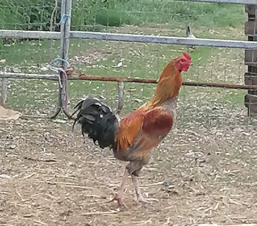 Vente animaux Decize Nièvre - Photos Vivastreet Jeune coq liégeois