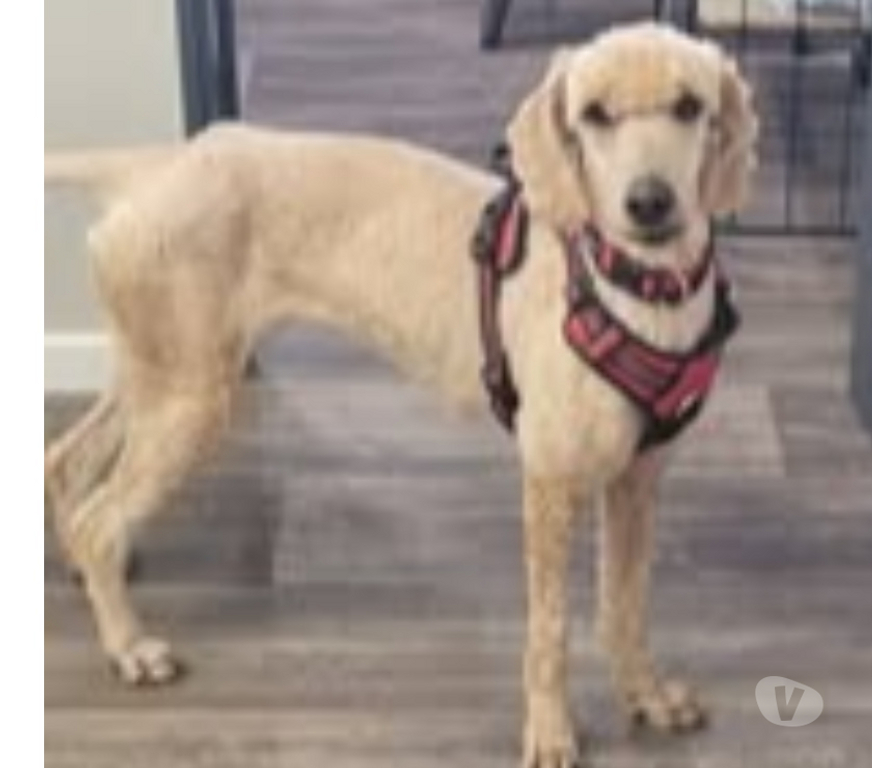 Don animaux Drôme Pierrelatte - 26700 - Photos Vivastreet Chien VEGAS à l adoption