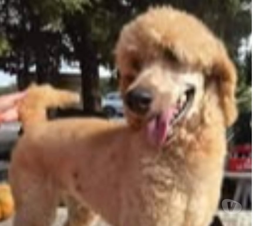 Don animaux Drôme Pierrelatte - 26700 - Photos Vivastreet Chien VEGAS à l adoption