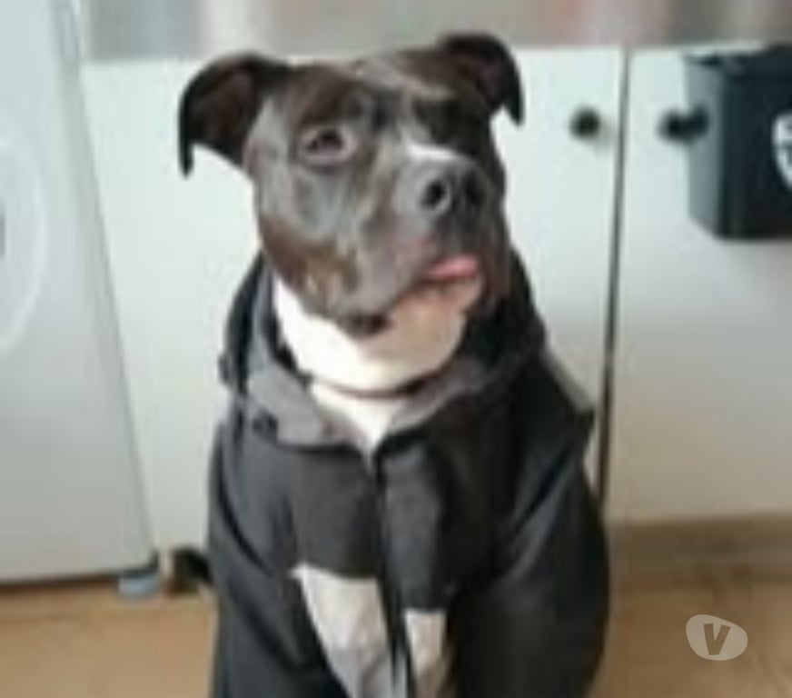 Don animaux Drôme Portes les Valence - 26800 - Photos Vivastreet Chien RIKO à l adoption