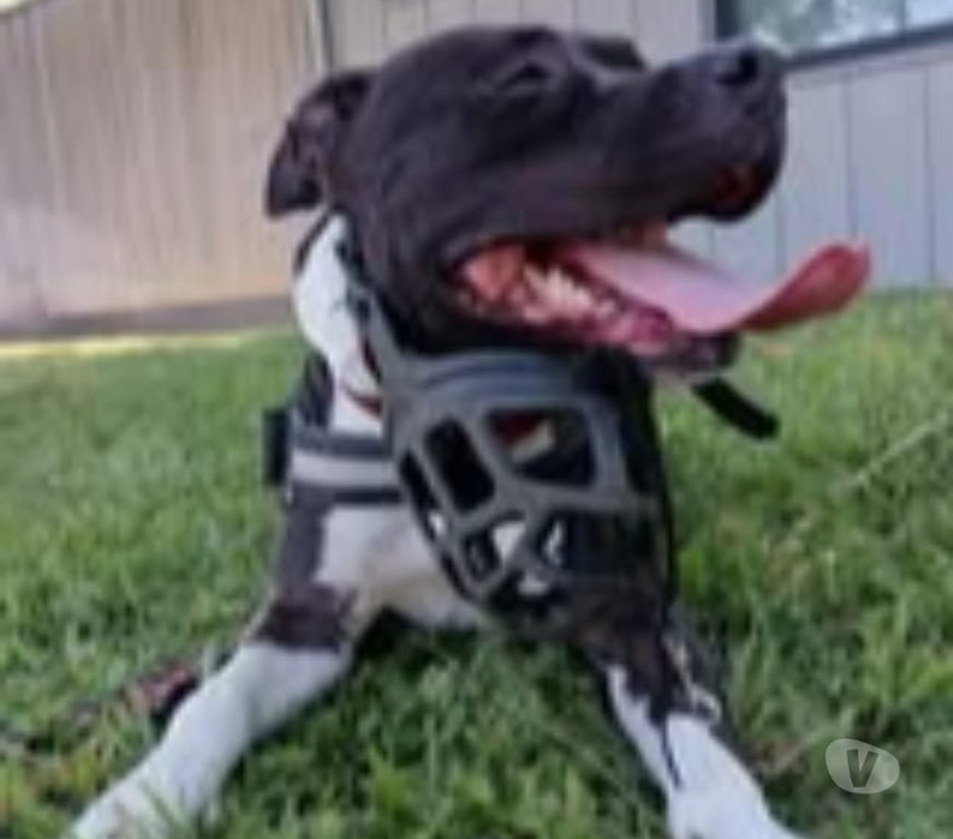 Don animaux Drôme Portes les Valence - 26800 - Photos Vivastreet Chien RIKO à l adoption