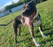 Photos Vivastreet Chien RIKO à l adoption
