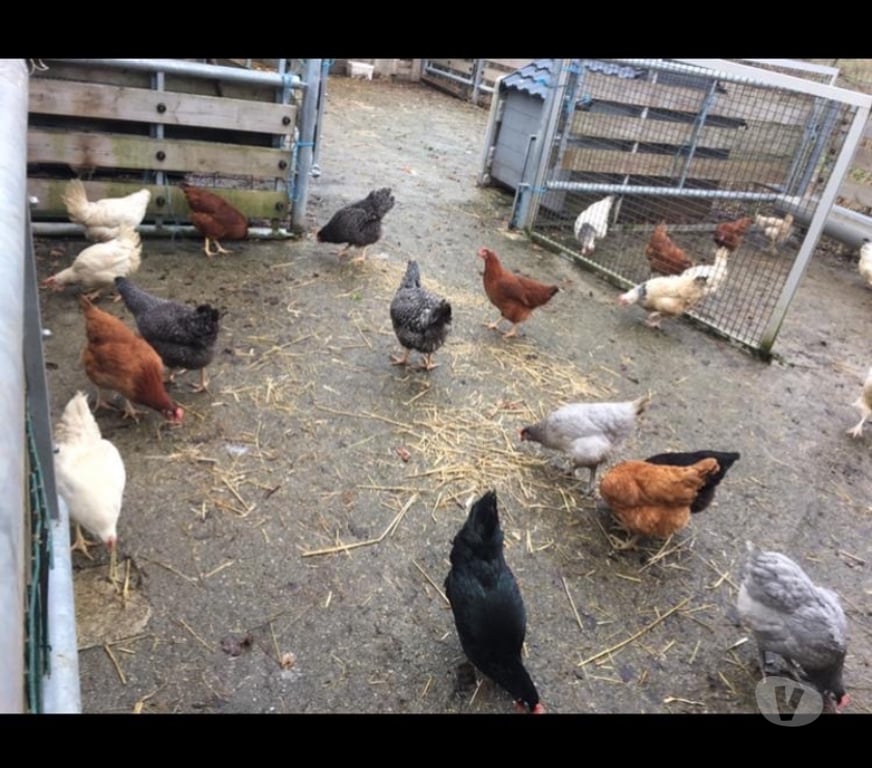 Vente Seine-et-Marne Chelles - 77500 - Photos Vivastreet Poule pondeuses
