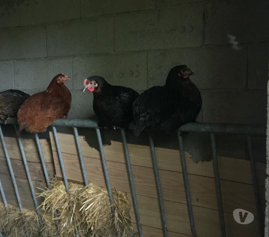 Vente Seine-et-Marne Chelles - 77500 - Photos Vivastreet Poule pondeuses