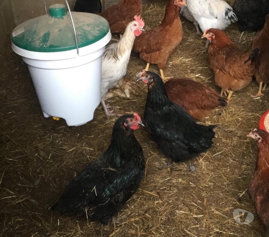 Vente Seine-et-Marne Chelles - 77500 - Photos Vivastreet Poule pondeuses