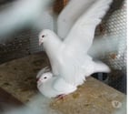 Pigeons reproducteurs hubbell blanc