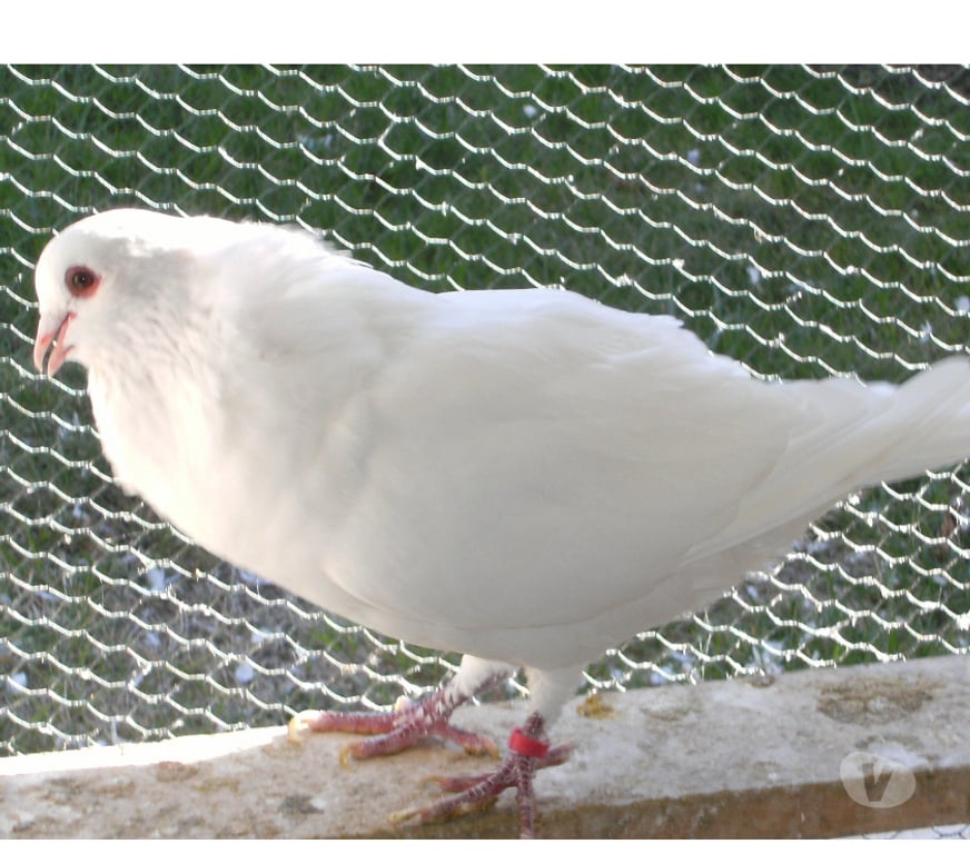 Vente Seine-et-Marne Bagneaux sur Loing - 77167 - Photos Vivastreet Pigeons reproducteurs hubbell blanc
