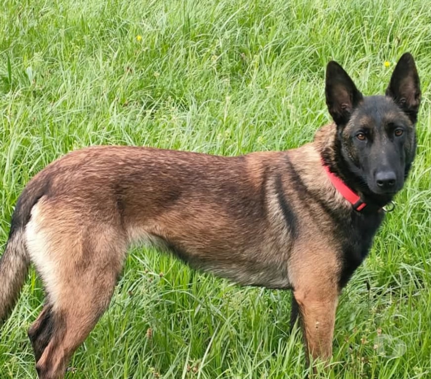 Vente Haute-Vienne Limoges - Photos Vivastreet Femelle Berger belge malinois LOF