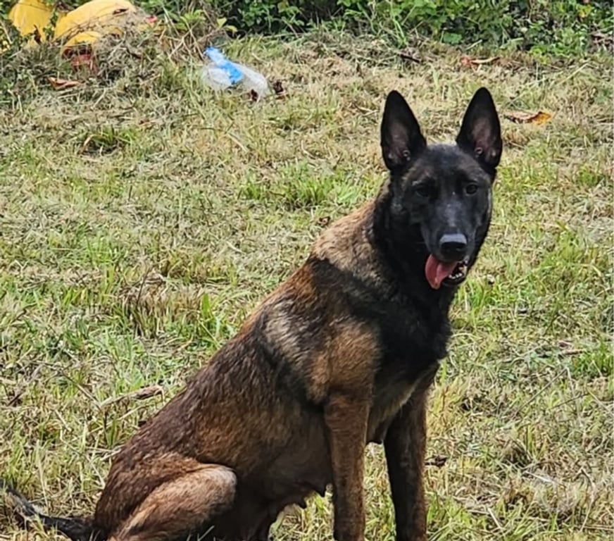 Vente Haute-Vienne Limoges - Photos Vivastreet Femelle Berger belge malinois LOF