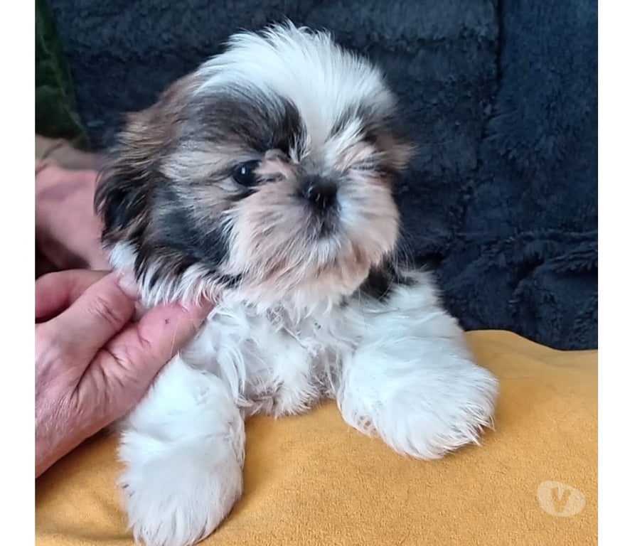 Vente Yvelines Aulnay sur Mauldre - 78126 - Photos Vivastreet Sublime chiot shih tzu femelle