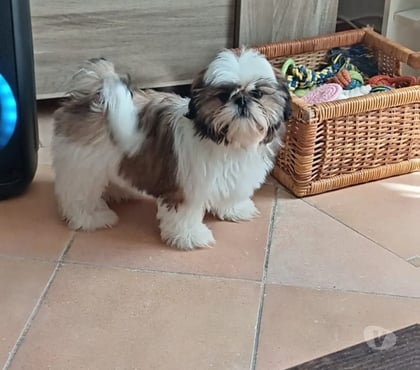 Vente animaux Aulnay sur Mauldre Yvelines - Photos Vivastreet Sublime chiot shih tzu femelle